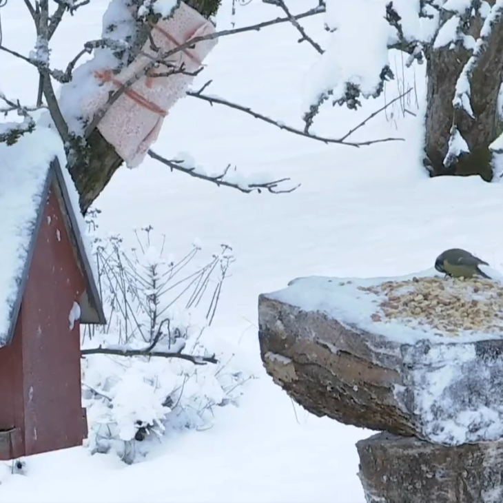 LIVE YLE BIRDS